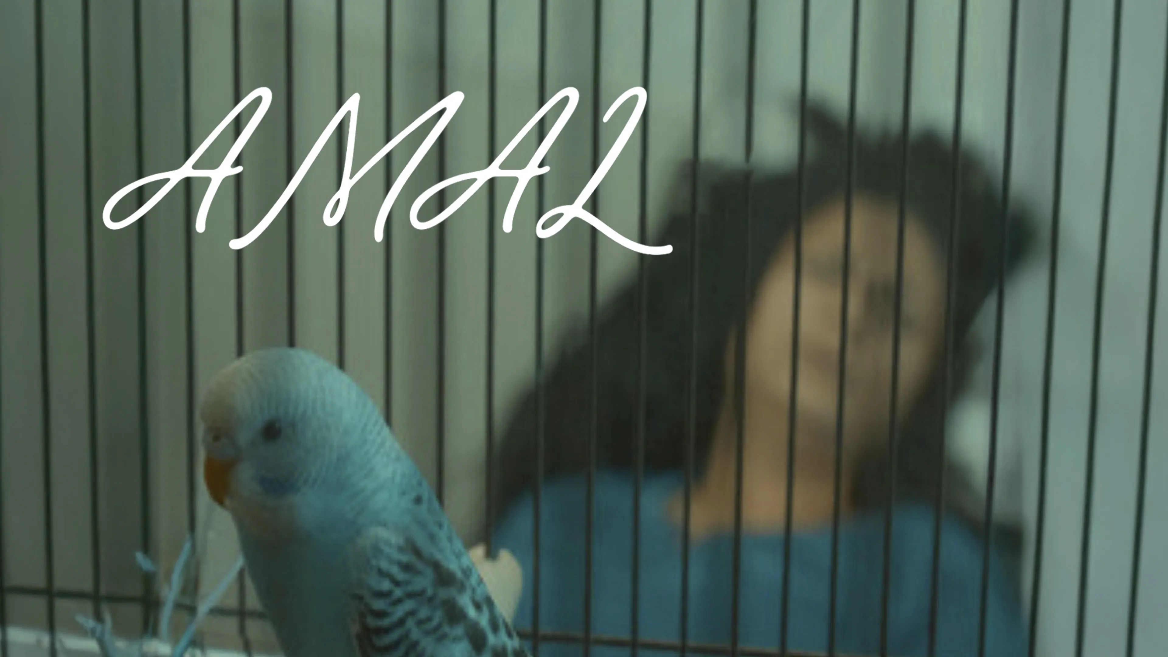 Amal poster